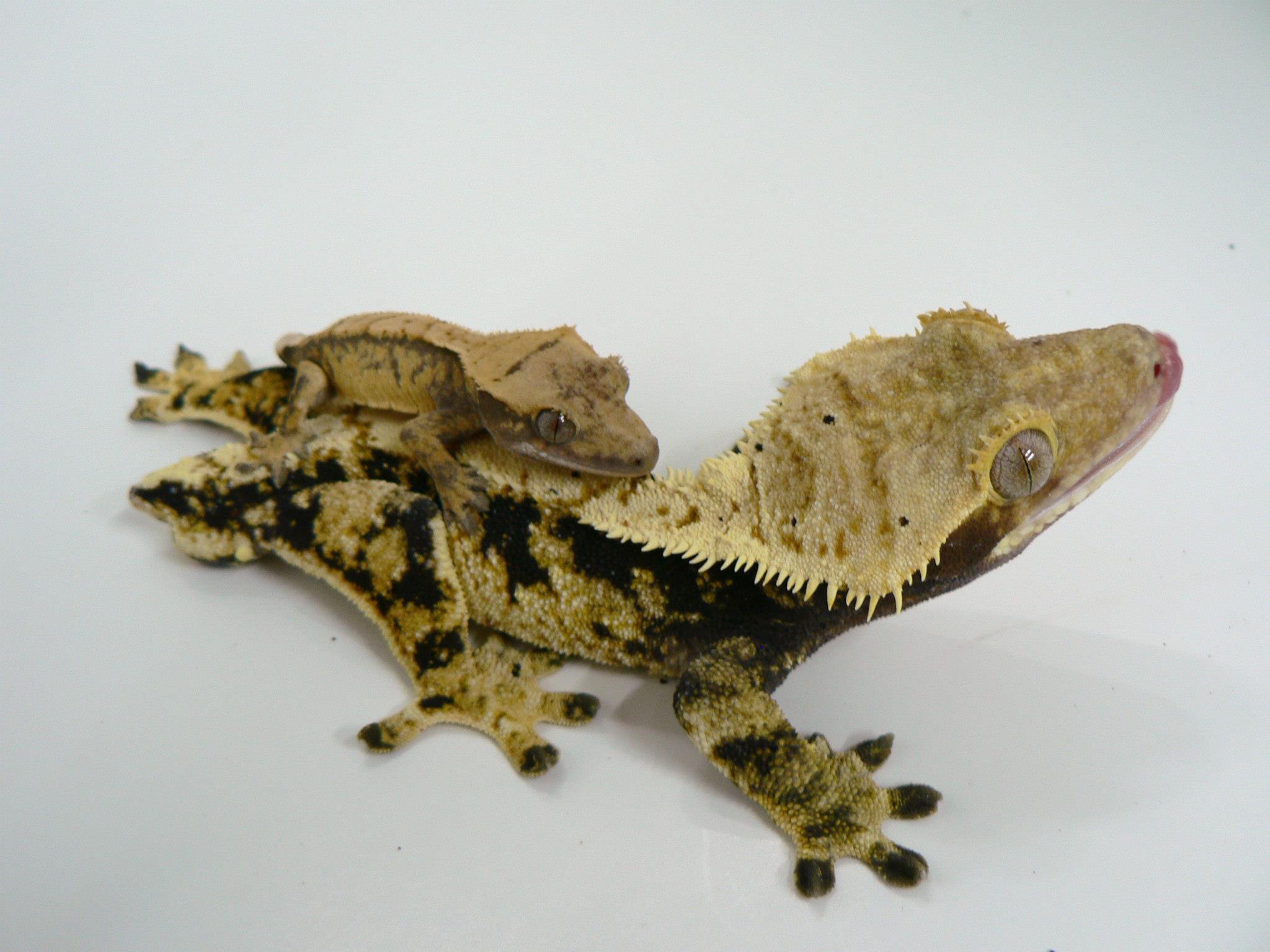 Eyelash Exotics | Live Harmless Reptiles For Sale - Live Harmless Reptiles