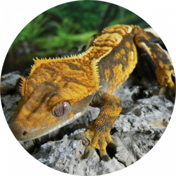 crested-gecko-cirlce-image