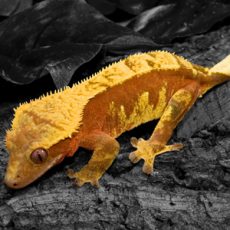 Eyelash Exotics | Live Harmless Reptiles 1