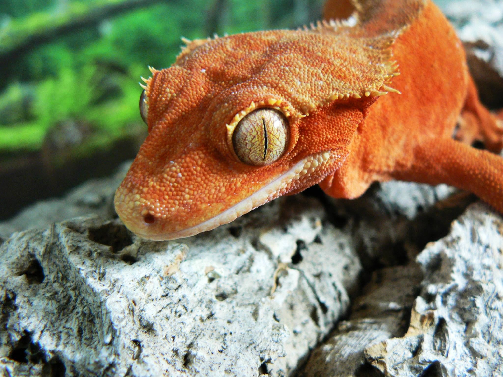 Eyelash Exotics | Live Harmless Reptiles Kelowna 5 - Live Harmless Reptiles